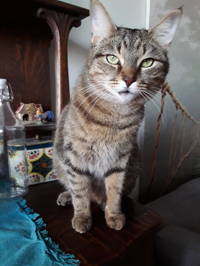 Do You Like Meowing At The Moon And Catching Flies Too?