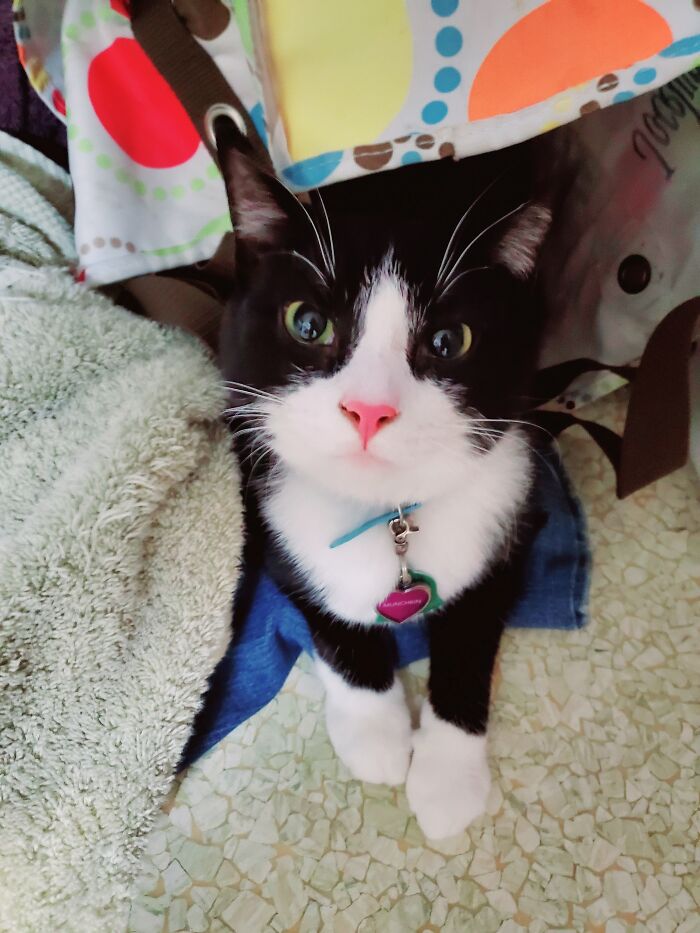 Looking For A Cat That Can Live With The Fact I Hide In Laundry Baskets And Only Eat The Expensive Treats. Being A Material Girl's Partner Is Not A Small Task! 💅👁👄👁💅