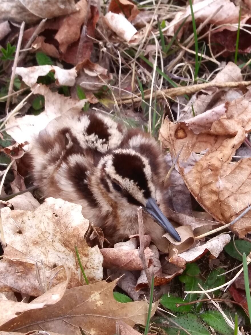 Baby Kiwi Hiding In My Yard 🙂