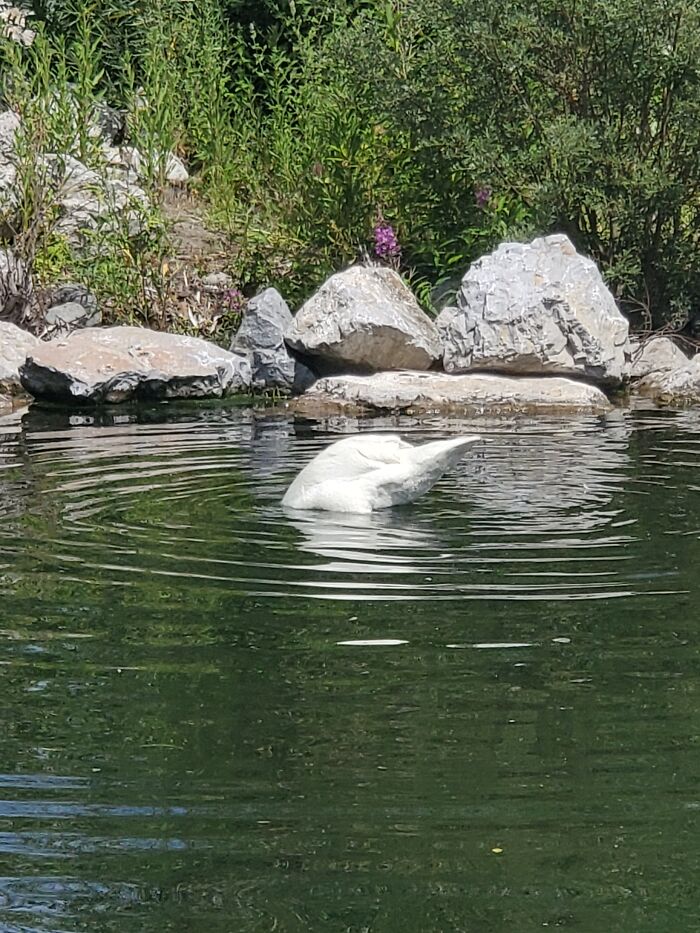 Swan Still Doing Swan Things