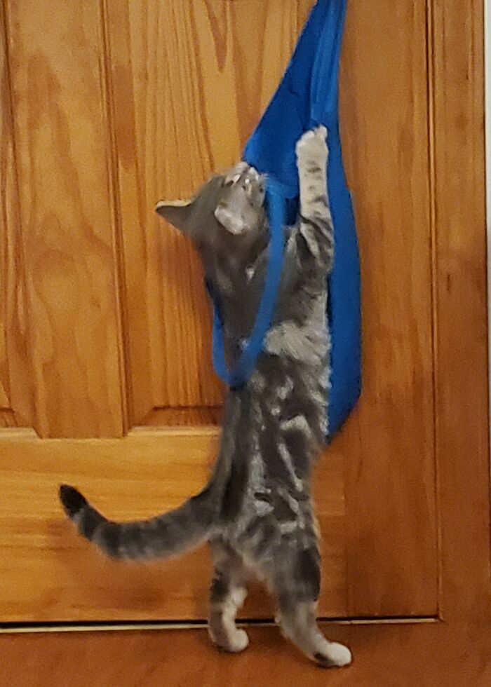 The Bag Will Never Take Me Alive!