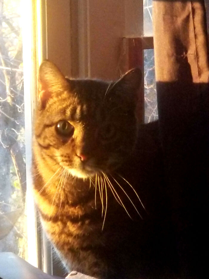 I Is A Collige Student, And I Is A Football Player (I Play Fullback When You Skritch The Right Spot). I Has Loverly Singing Voice (Catch Me At 3 Am!). Lookin For A Lil Pu...erm...kitten To Make Bootiful Mewsic Wif, As I Is Tired Of Singing Solo.