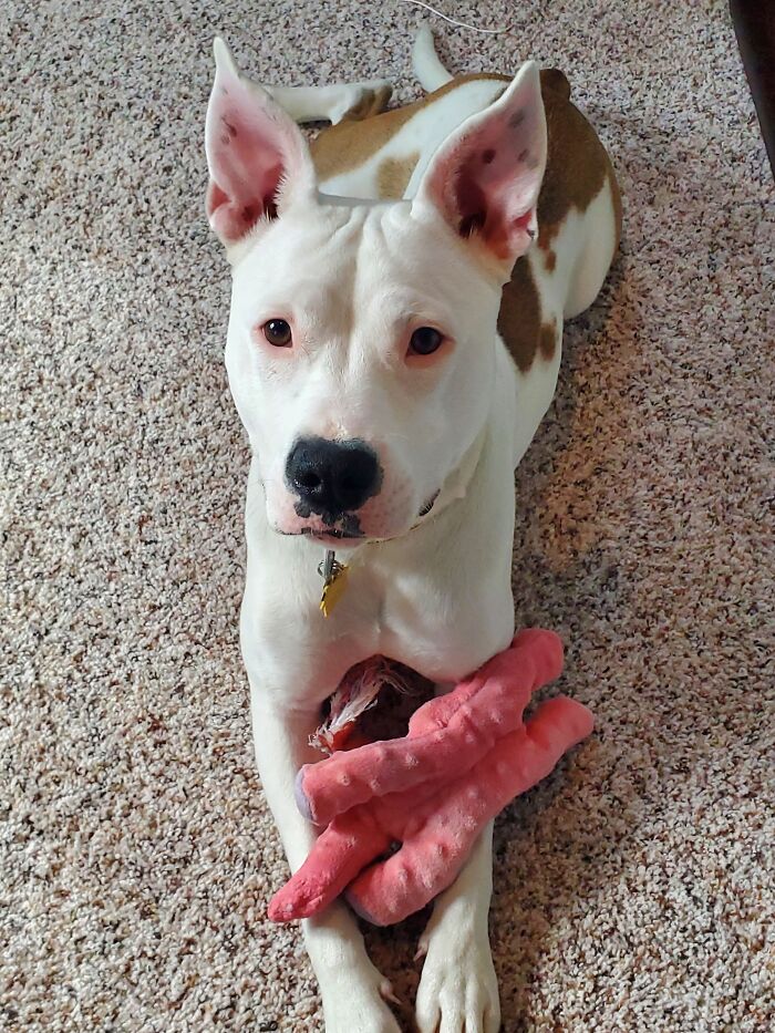 Who's The Goodest Girl? I Am!