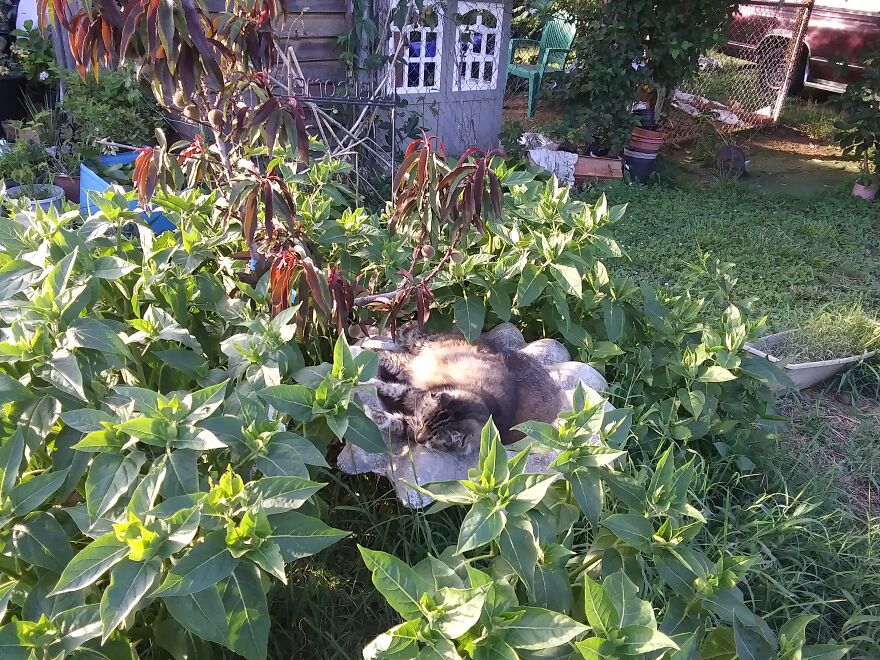 The Birds Don't Use The Birdbath Any More...