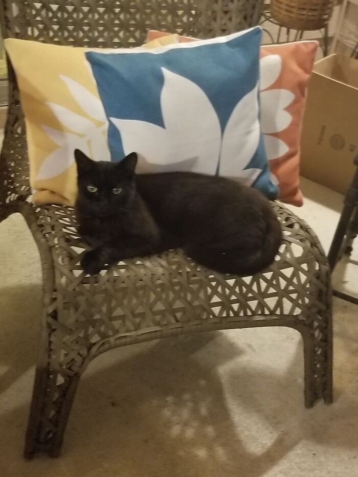 This Is Catio. My Cat That Lives On My Patio. She Adopted Me.