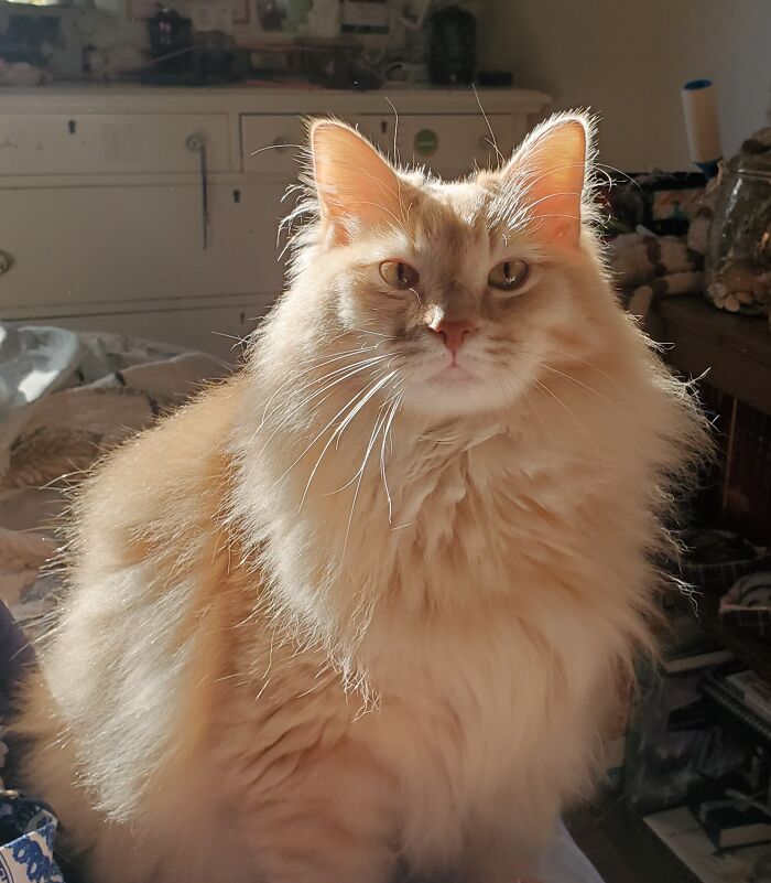 Paco: Pretty Boy But Very Stupid