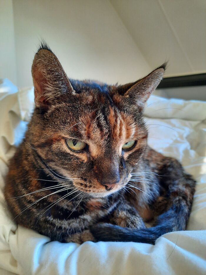 I Am The Queen Of Your Castle. You May Feed Me, Look After Me And You Will Be Thankful Of The Opportunity.