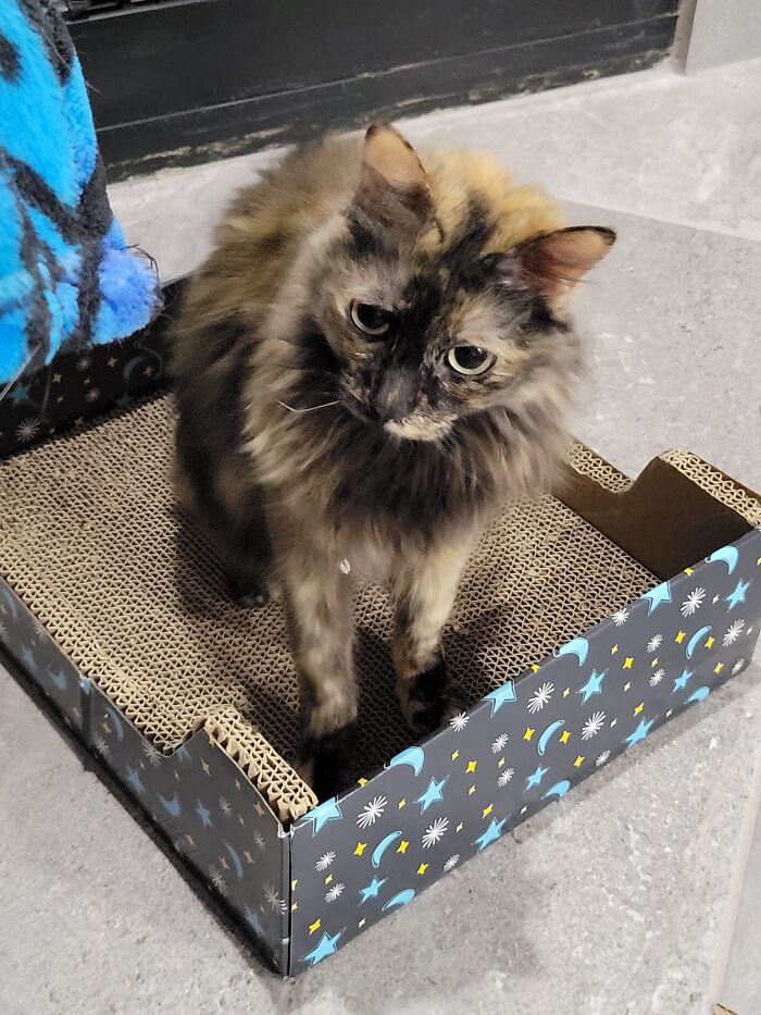 Meet Lilbit - The Amazing Half Cat, Half Monkey, Half Goat Kitty. Less Than 4 Lbs, But Rules With An Iron Paw And Will Loudly Bleat At Full Volume To Ensure She Gets Her Way.