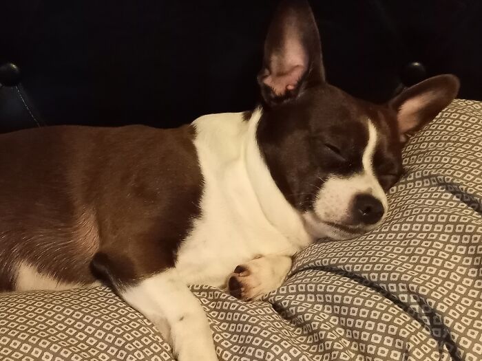 The Most Precious Doggie Of All