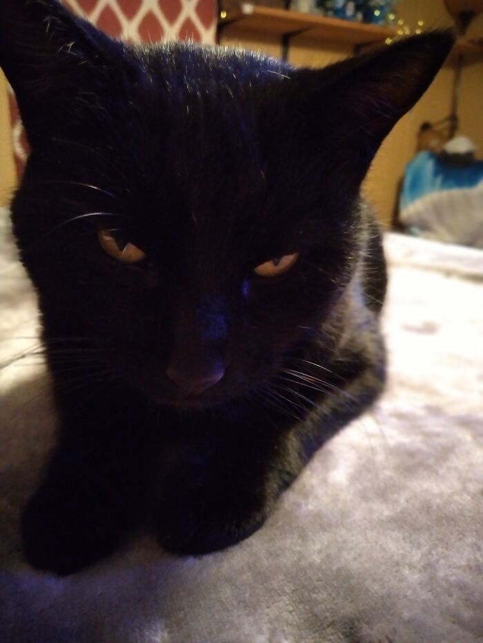 Buster, 3, Tn USA, 10/17 Love Food, Will Scream Hello At 3am To Scare My Mommy, 10/20 Love Leaving Half Alive Mice For My Tiny Hooman Insueing Chaos In House Hold