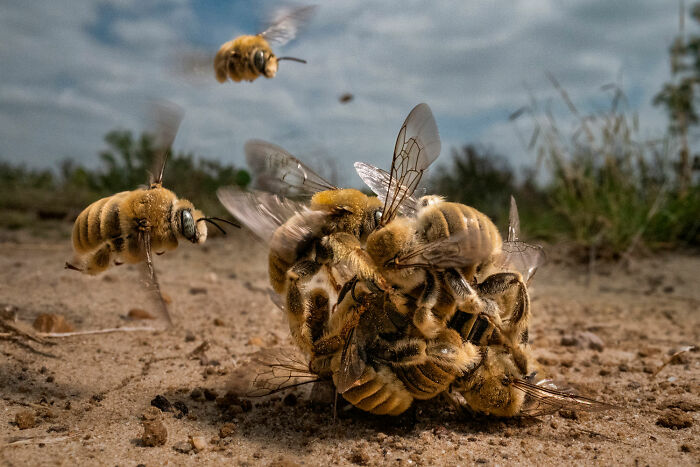 Close-up of bees gathered on the ground, showcasing rich diversity of life in a striking nature photography award image.