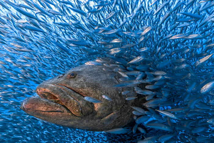 Large fish surrounded by a swirling school of small fish underwater, showcasing rich diversity of life in nature photography.