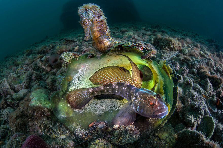 Aquatic Life Finalist - "Curious Co-Parenting" By Domenico Roscigno