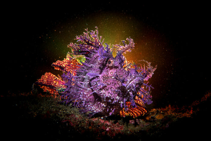Purple and orange marine creature illuminated underwater, showcasing rich diversity of life on Earth in photography awards.