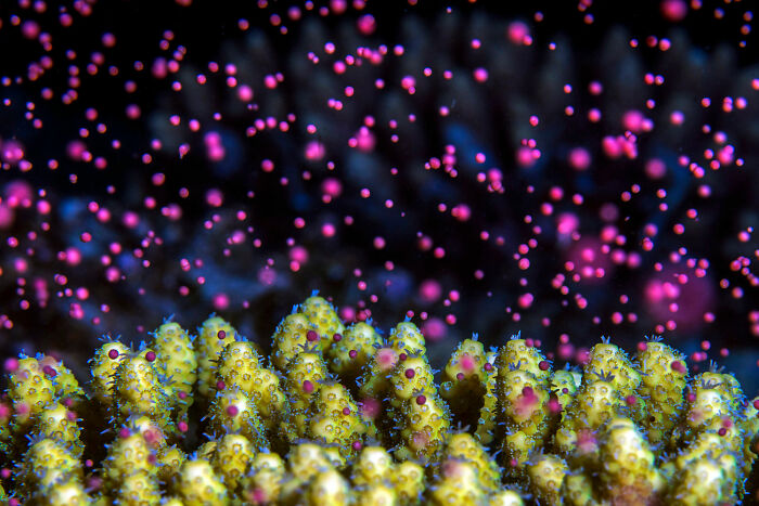 Close-up of coral spawning captured in vibrant underwater photography showcasing the rich diversity of life on Earth.