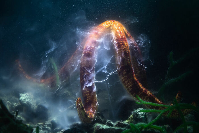 Underwater photo of a glowing sea creature with ethereal light effects, capturing life diversity in photography awards.