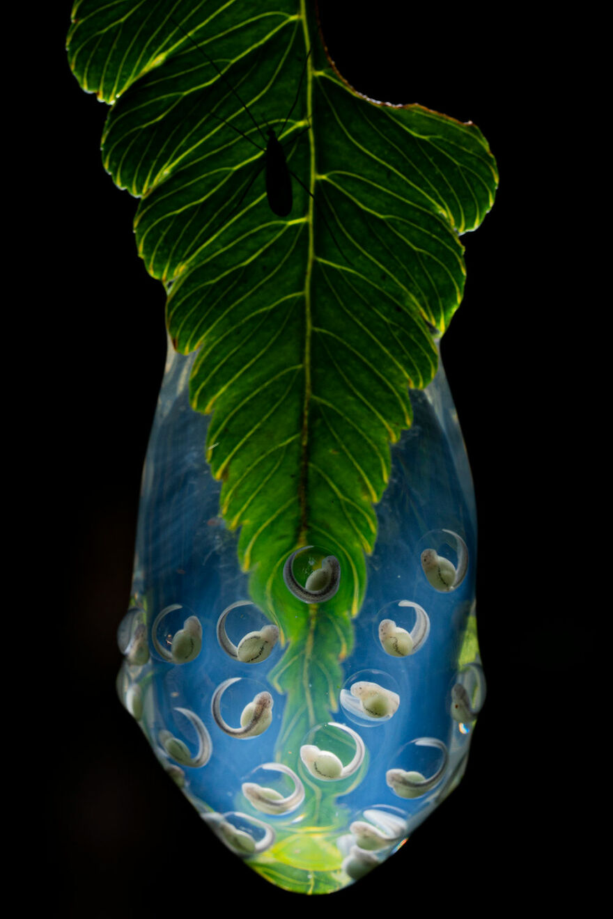 Terrestrial Wildlife Finalist - "Embryology" By Jaime Culebras