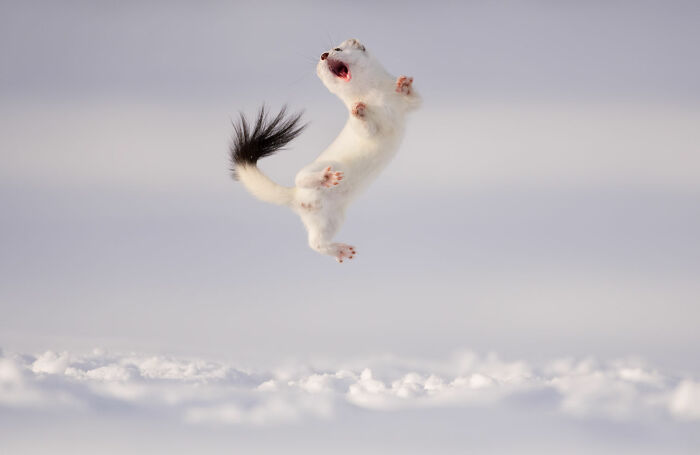 Stoat captured mid-air in snowy landscape showcasing rich diversity of life on Earth in award-winning photography image.