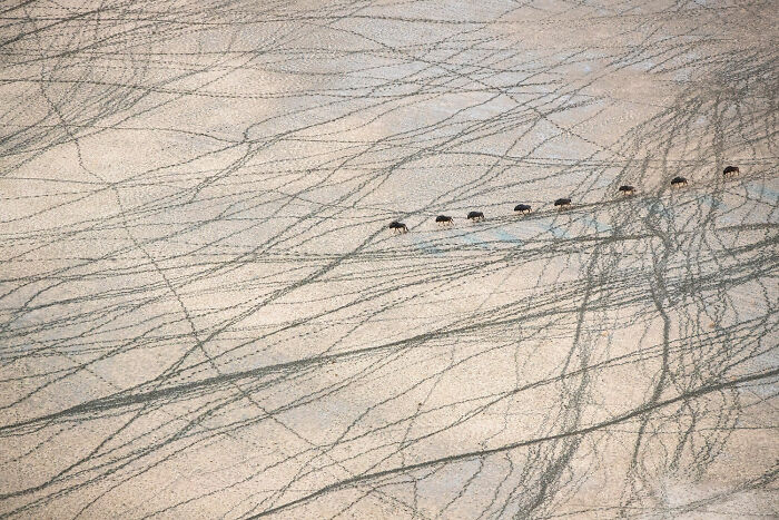 Aerial view of a small herd of animals crossing a textured landscape, showcasing rich diversity of life on Earth.