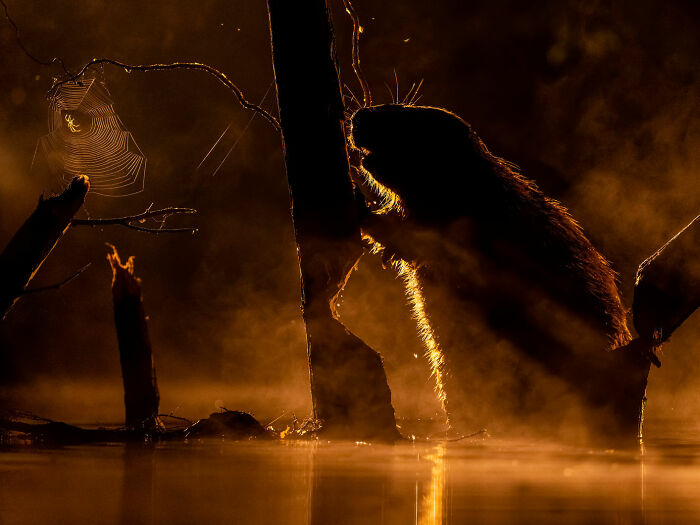 Beaver backlit by golden light in misty water surrounded by tree trunks, showcasing rich diversity of life on Earth photography.