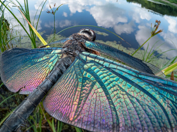 Close-up of a dragonfly with iridescent wings near a pond, showcasing rich diversity of life in nature photography awards.