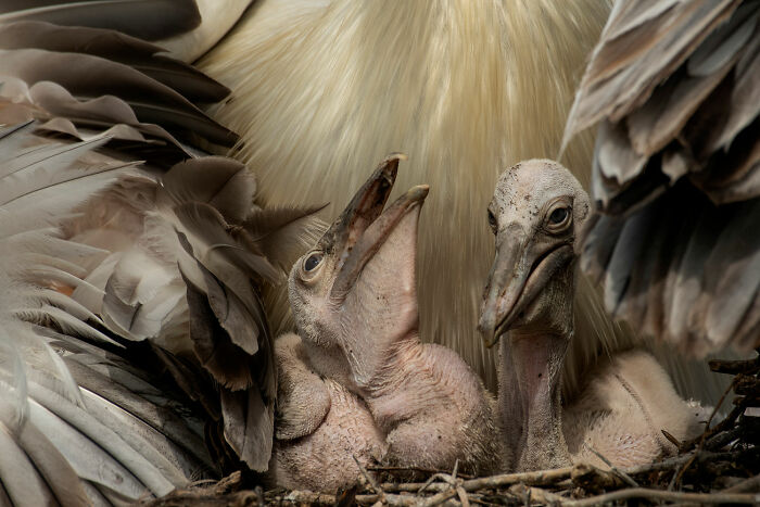 Close-up of two young birds sheltered by adult feathers, showcasing wildlife in the big picture 2022 photography awards.
