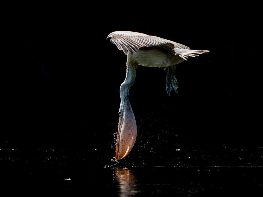Winged Life Finalist - "Table Manners" By Bence Mate