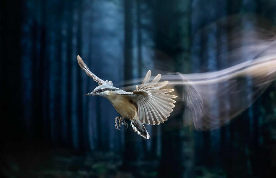 Winged Life Finalist - "The Forest Elf" By Mario Cea Sánchez