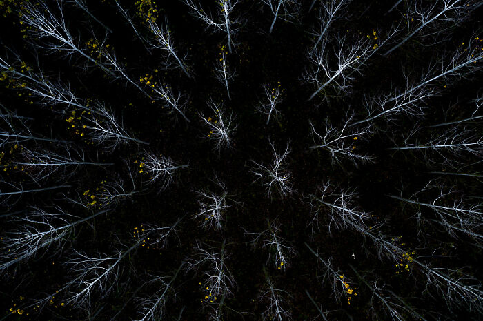 Aerial view of leafless trees with sparse yellow leaves, showcasing nature in a Big Picture 2022 photography award winner.