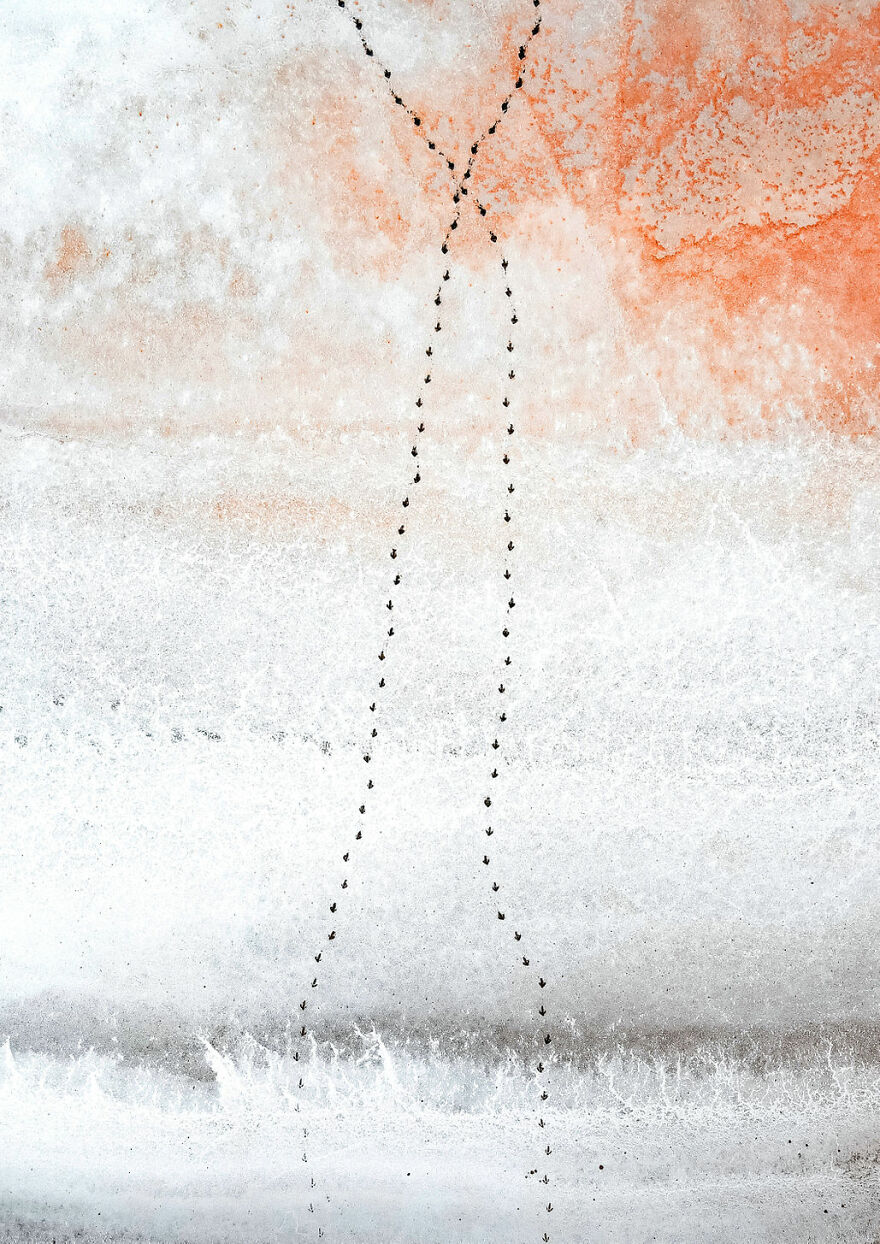 Art Of Nature Finalist - "Crossing Paths" By Julie Kenny