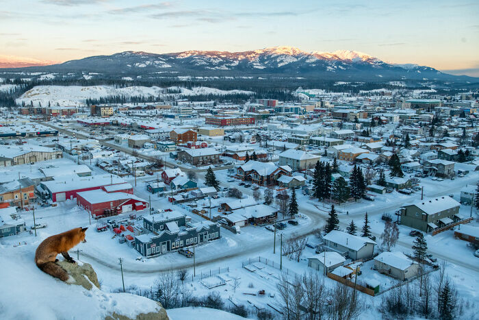Fox overlooking a snowy town at sunrise, showcasing wildlife and landscape diversity for photography awards.