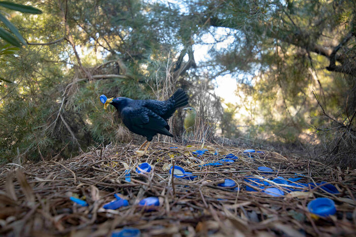 A male satin bowerbird arranging blue plastic items in its nest, showcasing rich diversity of life on Earth.