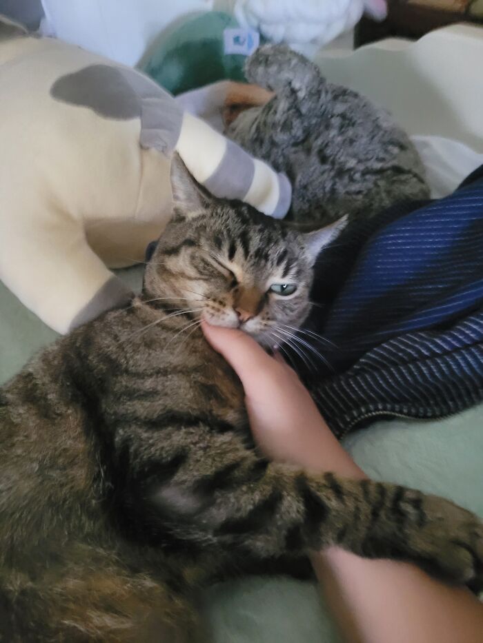 Leia A Sweet Kitty Whom Loves To Party And Hunt.