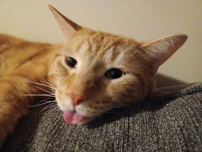 Kind Of Dumb, A Little Needy (Will Complain If I'm Not Getting Enough Scritches), But 100% Loveable And Dorky. Would Love To Be Your Bestest Friend. ❤️