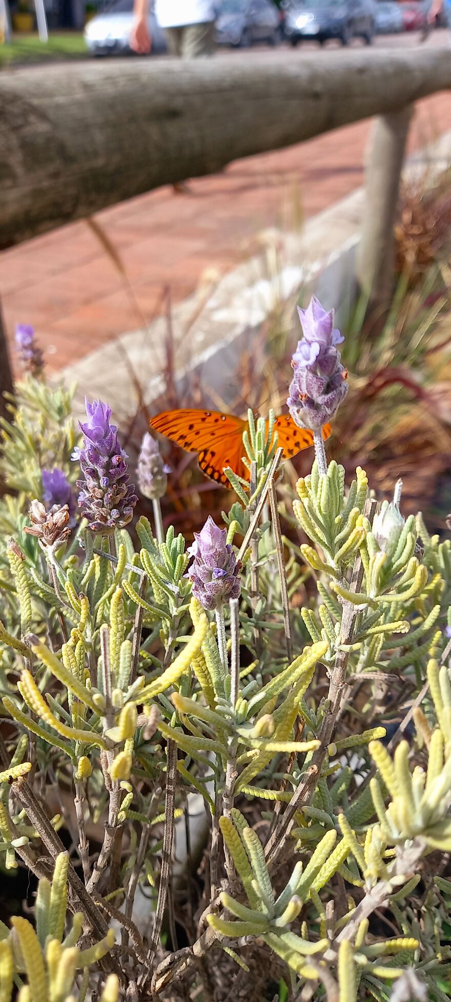Hermosa Mariposa Descansando En Una Lavanda...