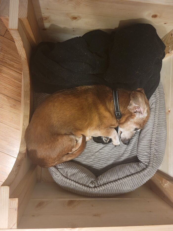 My Senior Weiner Chino The Weino In His Custom Made Box