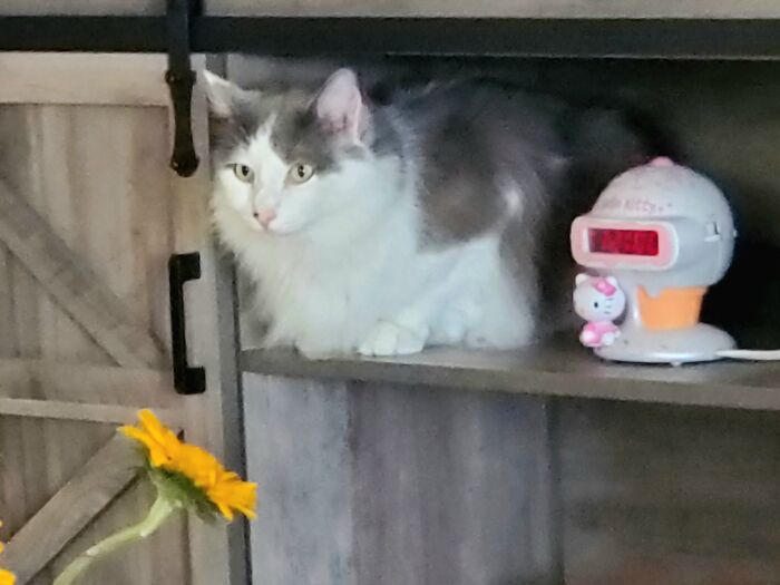 My Name Is Chunks Because I'm Chunky. I Love Sleeping And Beating Up The Dog And My Brother.