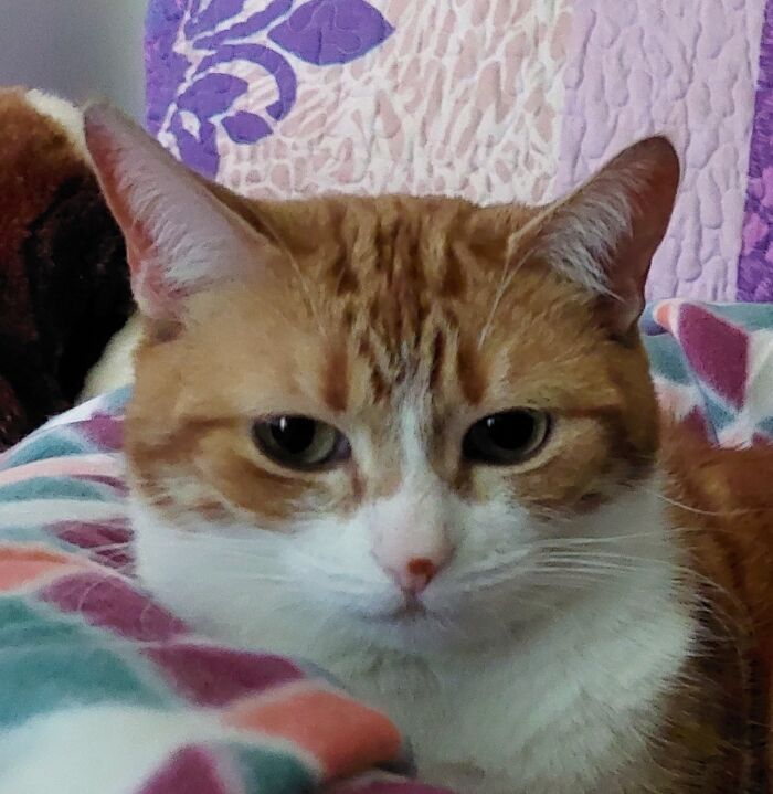 My Adopted Mommy Cat Marley Who Waited Almost A Year For Me To Bring Her Home.e.