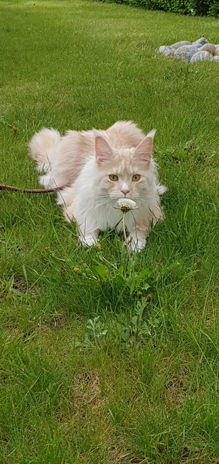 I Am Sir Flexington , Want To Smell Some Flowers With Me?