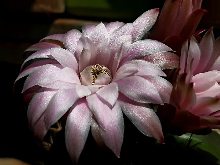 Does This Count? Cactus Flower, Blooms From The First Warm Days On My Terrace