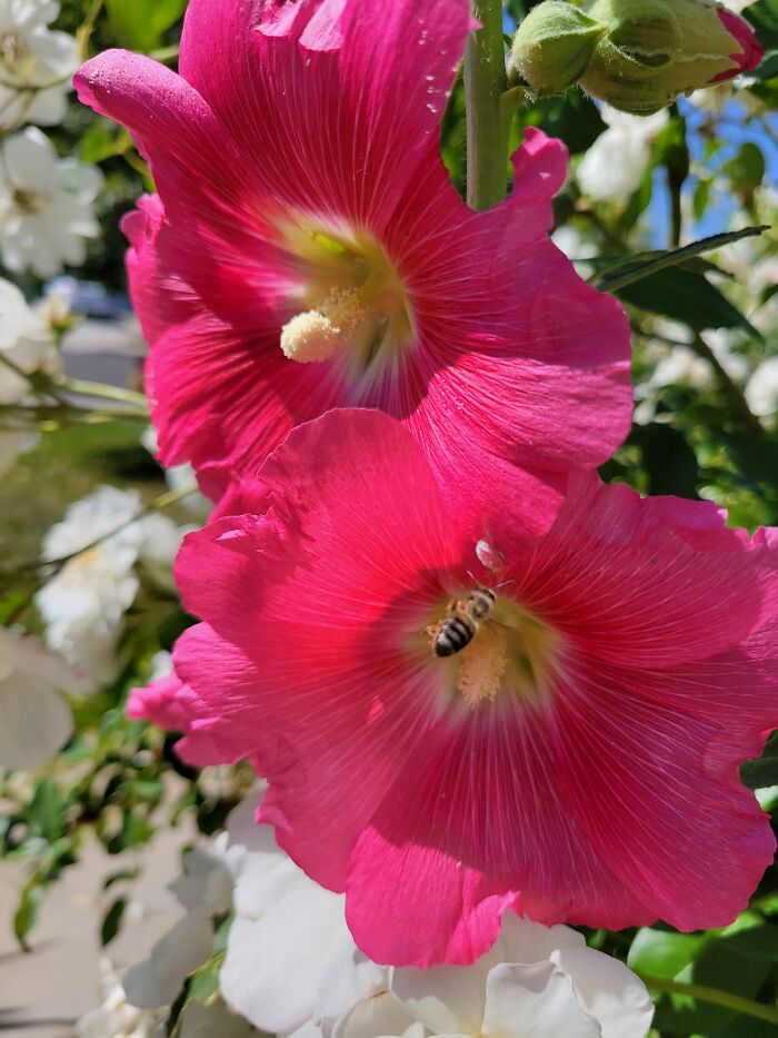 My Miracle Flowers As I Tend To Kill Plants By Accident