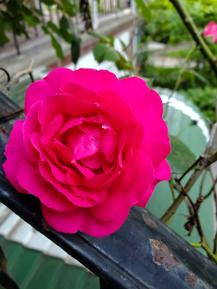 My Hot Pink Roses