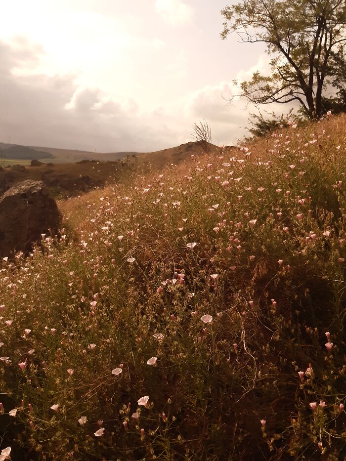 It Was Full Of Flowers