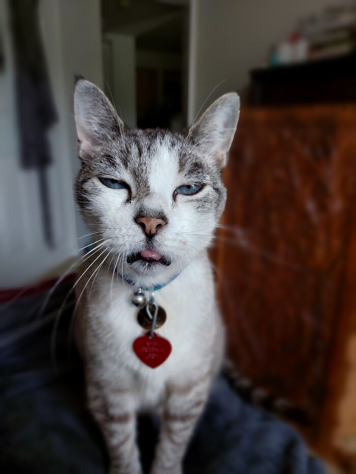 Up For A Little Catnip N Chill?