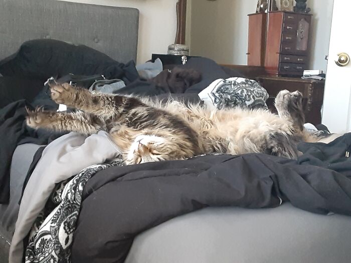 "I Don't Cuddle And I'm Cuter Than You. Also, Give Me Your Fishies."