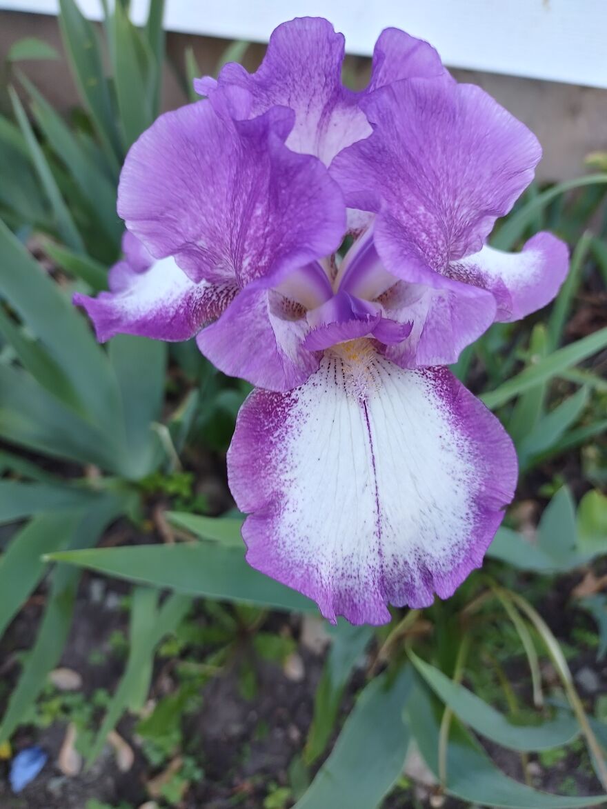 All I See Is Gizmo From Gremlins When I Look At This And I Love It