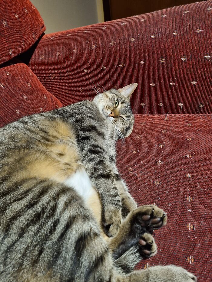 Feisty Female Appropriate Named Fleebag. Likes Short Walks And Long Naps . I Am Self Employed (Vermin Control) And Have Own Country House With Tennents .