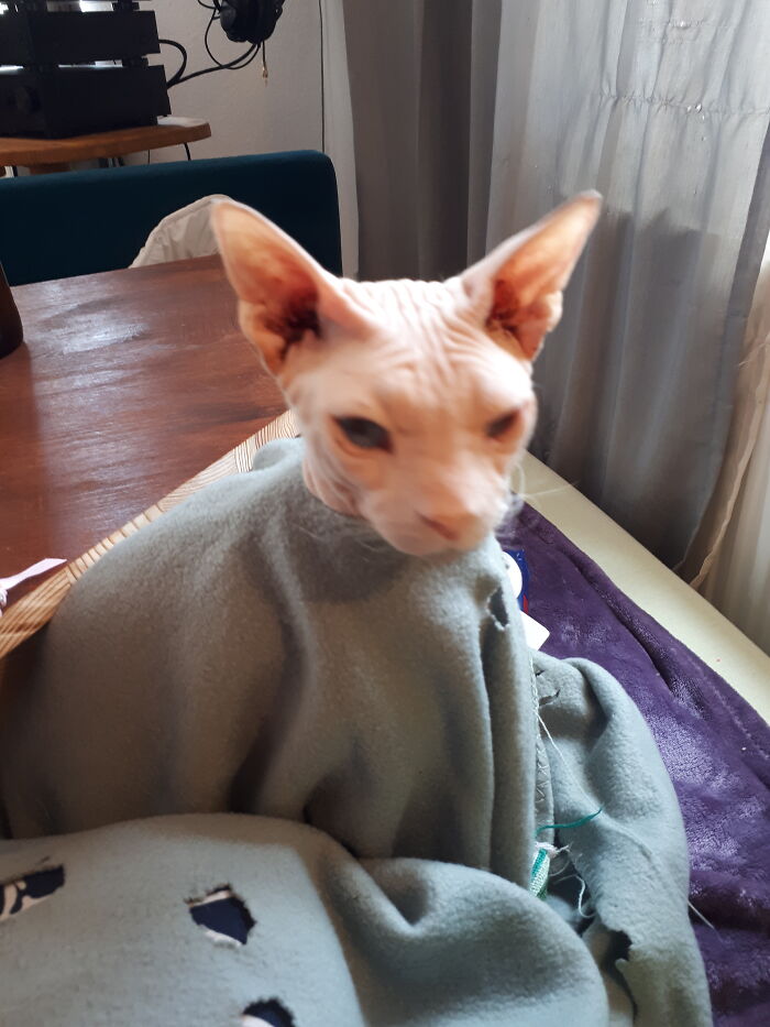 You Enjoy Cosy Days, Tucked In My Blanket? There Is Another Hole To Tuck Yourself In Beside Me For Watching Humans Doing What Humans Do