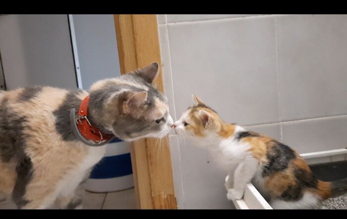 This Is The First Day That "Siri" And "Tula" Met, Them Both Adopted From The Street, Tula Adopted 16 Years Ago And Siri That Day (When The Picture Was Taken), They Both Have A Backstory Of Their Adoptions...