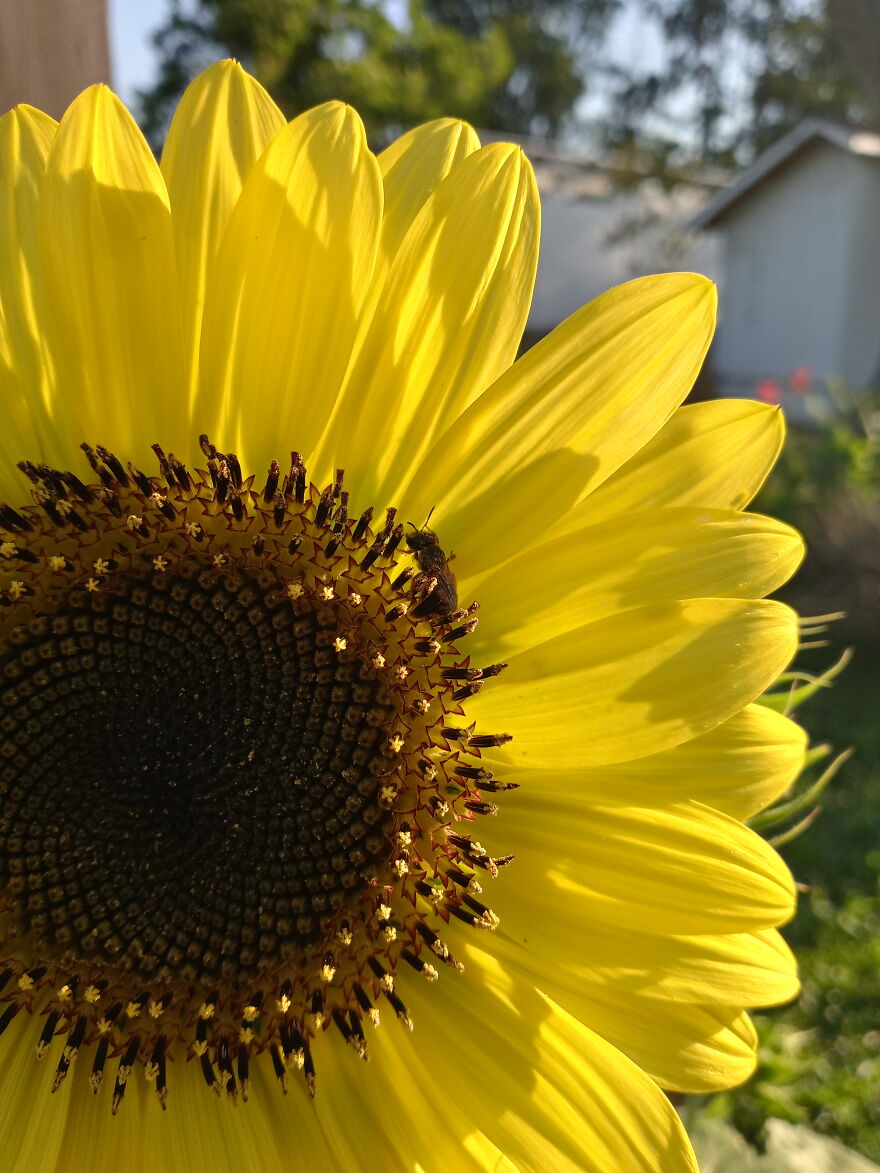 Teeny Tiny Bee. Wasn't Even As Big As My Pinky Nail.